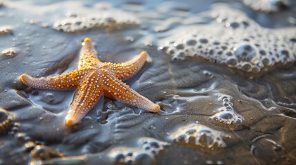 Starfish on wet sand at low tide