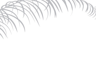 Nature background - palm tree branch isolated on white background