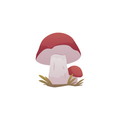Porcini mushroom.