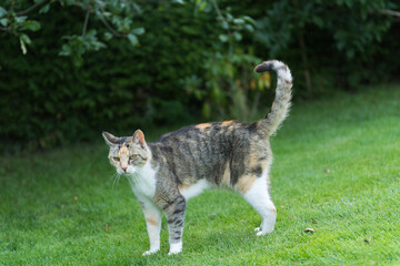 Europäisch Kurzhaar Katze im Garten