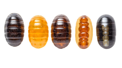 Five Oblong Pieces of Candy with Ridges and Bubbles Lay on a White Background