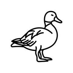 Shelduck Outline Icon, Vector illustration