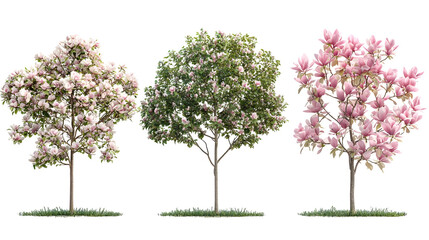 Obraz premium Three Magnolia Trees with Pink Flowers and Green Leaves Isolated on a Transparent Background