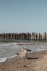 Dutch coast 