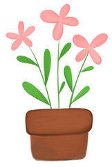 pink flower in pot