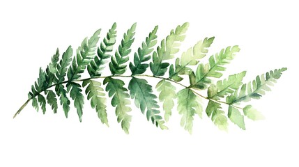Elegant Green Fern Fronds Forming Natural Botanical Backdrop