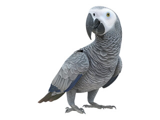 Obraz premium African grey parrot. Isolated PNG