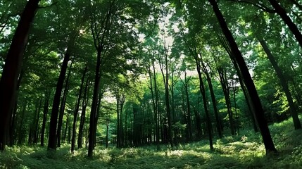 Obraz premium Serene Green Forest with Sunlight Beams Through Lush Foliage