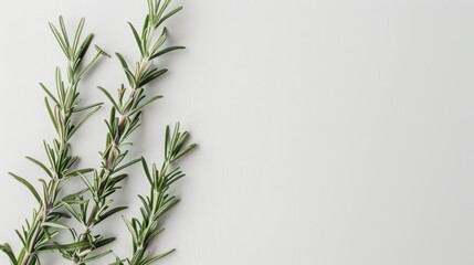 Fototapeta premium Bunch of rosemary sprigs placed diagonally on a clean, white surface to emphasize the simplicity and beauty of the herb