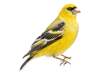American gold finch. Isolated PNG
