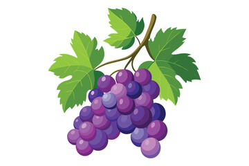 Fototapeta premium 2d flat vector clipart of cluster-style grapes