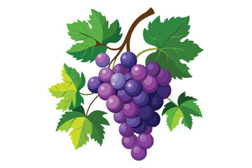 2d flat vector clipart of cluster-style grapes