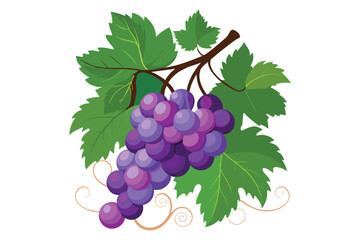 2d flat vector clipart of cluster-style grapes