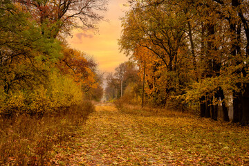 Obraz premium bright yellow lush trees and road strewn with autumn leaves. colorful golden autumn