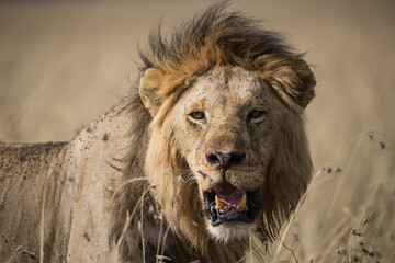 Famous Male African Lion called Lorkulup 