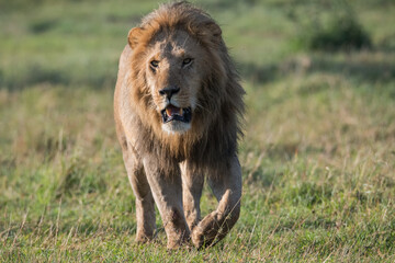 African male lion in the savannah grassland