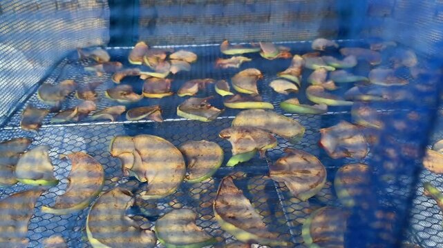 Apple slices being dried in a wire dryer. Preparation of dried apples for making compotes and lemonades.