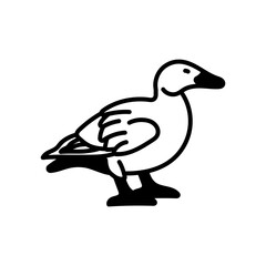 White-winged Scoter Glyph Icon, Vector illustration