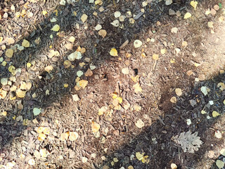 Leaves in various colors blanket the ground in a forest, signifying the arrival of autumn and the seasonal change