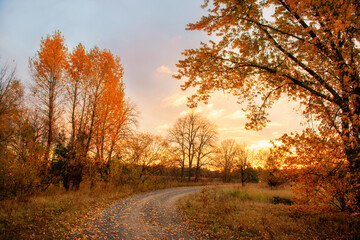 dirt road among yellow trees early in the morning in gentle sunlight.