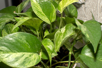 Close up of a Home decorative plant in the room	