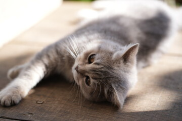 A grey cat with a fluffy coat is lying on a wooden surface, stretching one paw out, with soft sunlight enhancing its fur texture and peaceful demeanor.