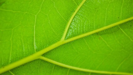 Macro Photo of Leaf Texture Ficus lyrata, commonly known as fiddle-leaf, is a species of plant in the mulberry and Moraceae families. Leaf background.