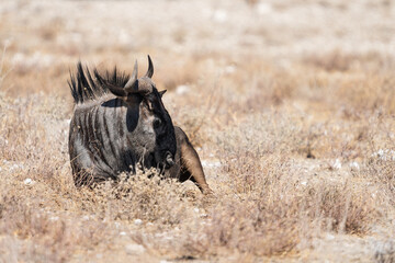 Wildebeest (Gnu)  in Etosha National Park, Namibia