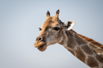 Close up of a Giraffe face in Etosha, Namibia