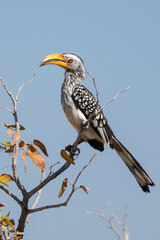 African hornbill in namibia.