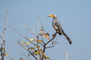 African hornbill in namibia.