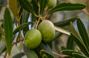 Green olives hanging on tree
