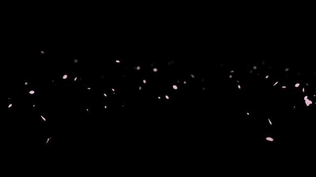 A swirl of cherry blossom petals gently floating on a clear backdrop, creating a serene and harmonious visual perfect for floral designs.