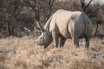 Black Rhino In Etosha National Park