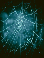 Eerie spiderweb close up