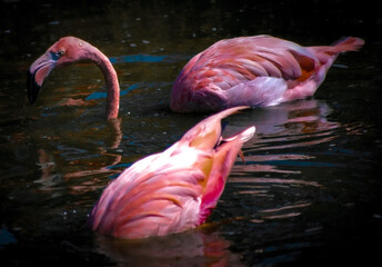 Flamingos in water