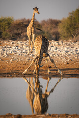 Giraffe drinking from a watering hole in Etosha National Park. 