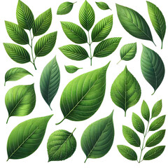 Fototapeta premium Set of green leaves, isolated on white background