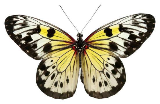 PNG A bight butterfky invertebrate butterfly animal.