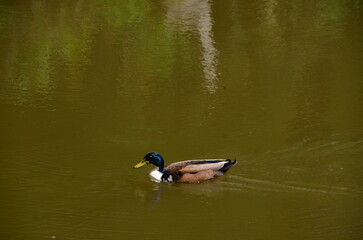 duck on the lake
