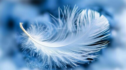 Obraz premium Single White Feather, Minimalist Design, Ethereal Gentle Curve On Soft Blue With Subtle Lighting