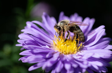 Close-up of a small honeybee sitting on a flowering purple aster in autumn and looking for food.