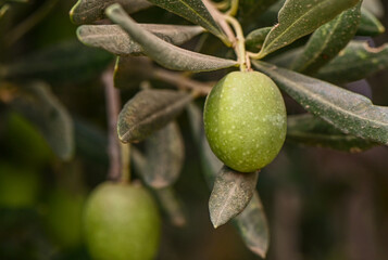 Vibrant green olives growing in clusters on olive tree branches during sunset