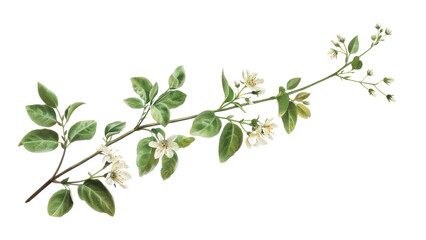 PNG Delicate botanical floral illustration