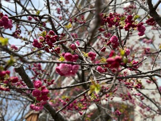 桜の蕾