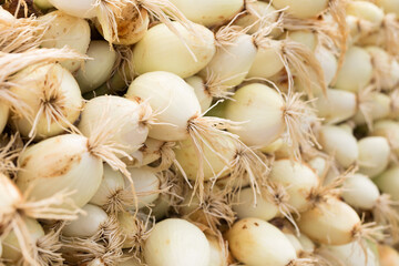 Washed farm heads of onions
