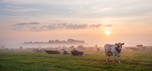 herd of cows in misty meadow during colorful sunrise in the netherlands
