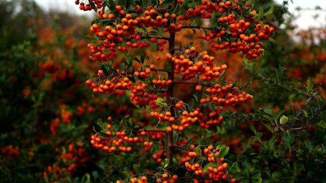 scarlet firethorn, Pyracantha, red firethorn
