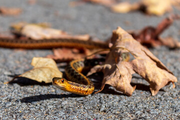 small snake slithering through leaves in fall 