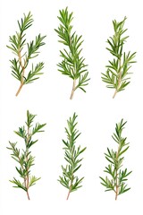Obraz premium Six different types of green herbs, including rosemary, basil, and thyme. The herbs are all lined up next to each other, with some of them being taller than others